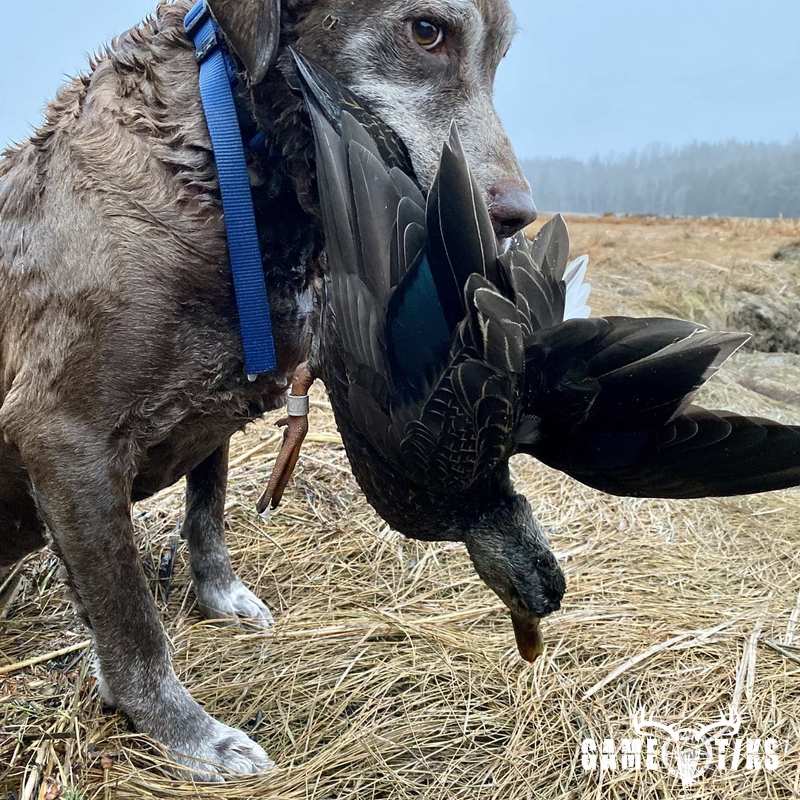 waterfowl harvest by Bold Coast Outfitters