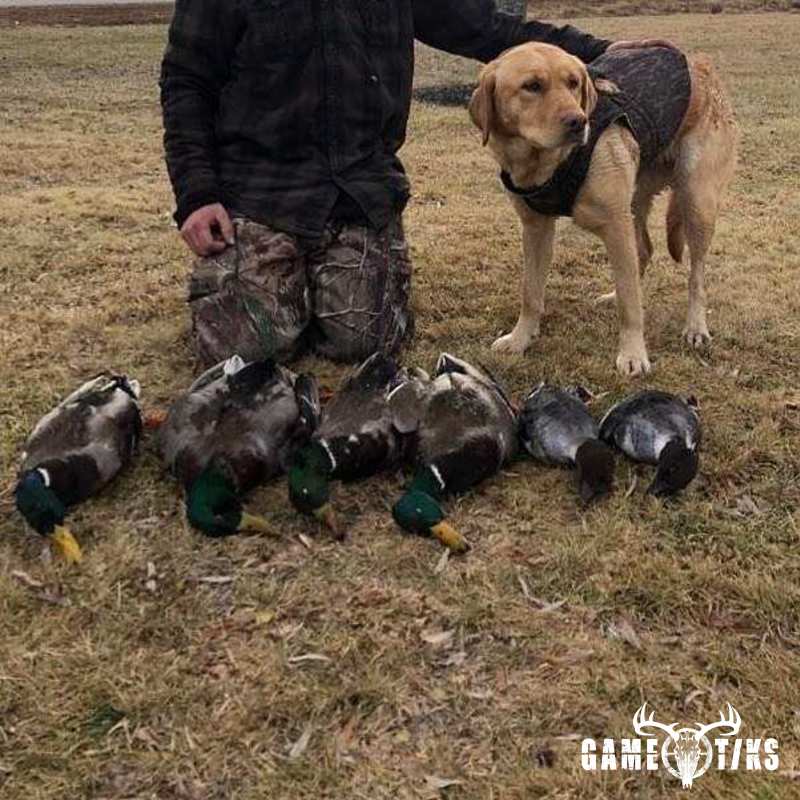 waterfowl harvest by James Pace
