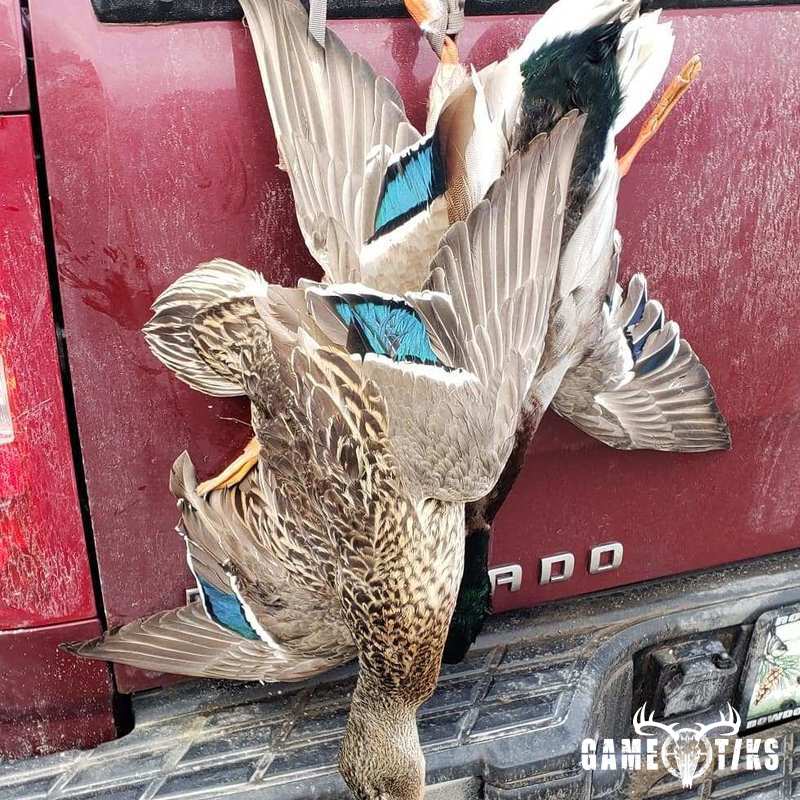 upland_bird harvest by James Pace