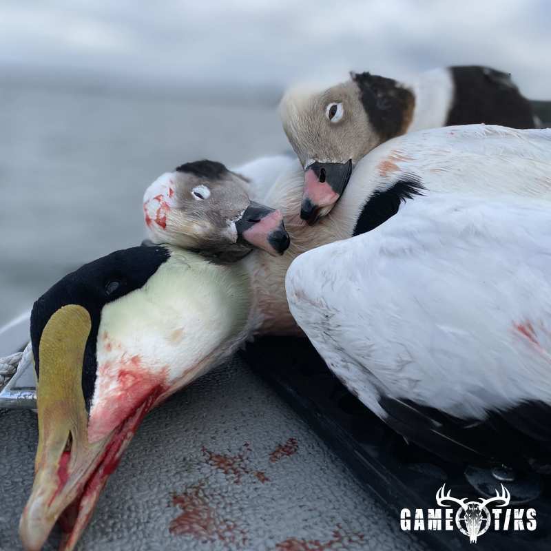 waterfowl harvest by Bold Coast Outfitters
