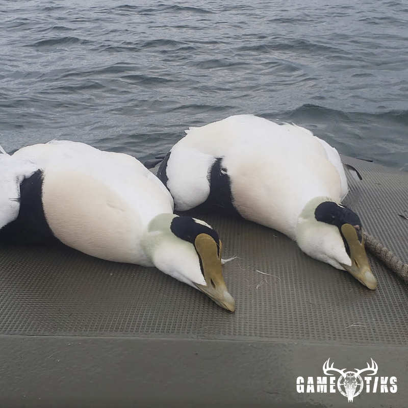 waterfowl harvest by Marsh River Outfitters