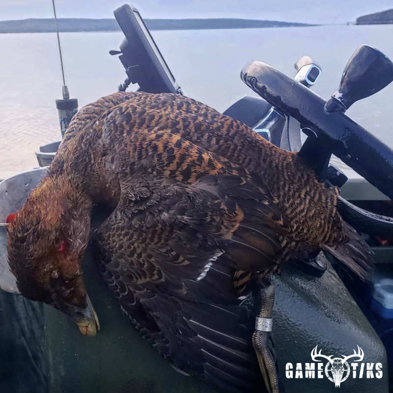 waterfowl harvest by Marsh River Outfitters