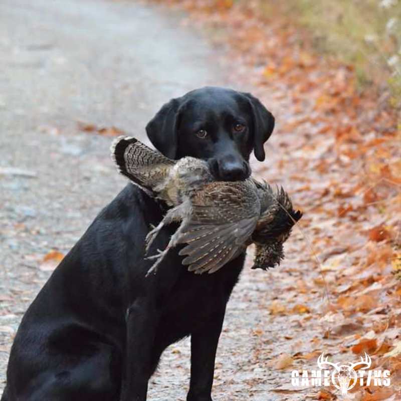 upland_bird harvest by Troy Fields, Traditions Guide Service