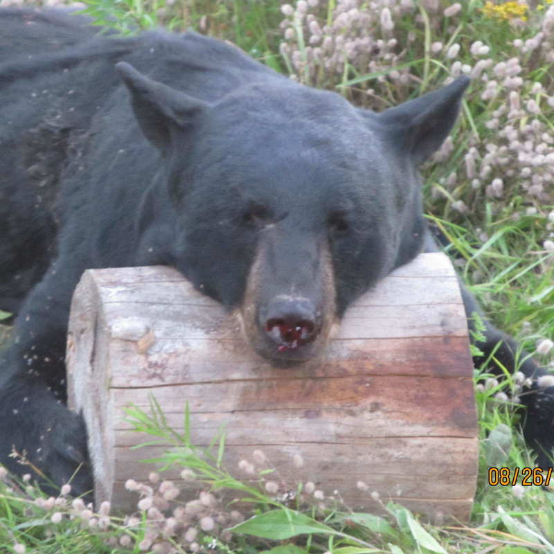 bear harvest by Hubert Aldrich