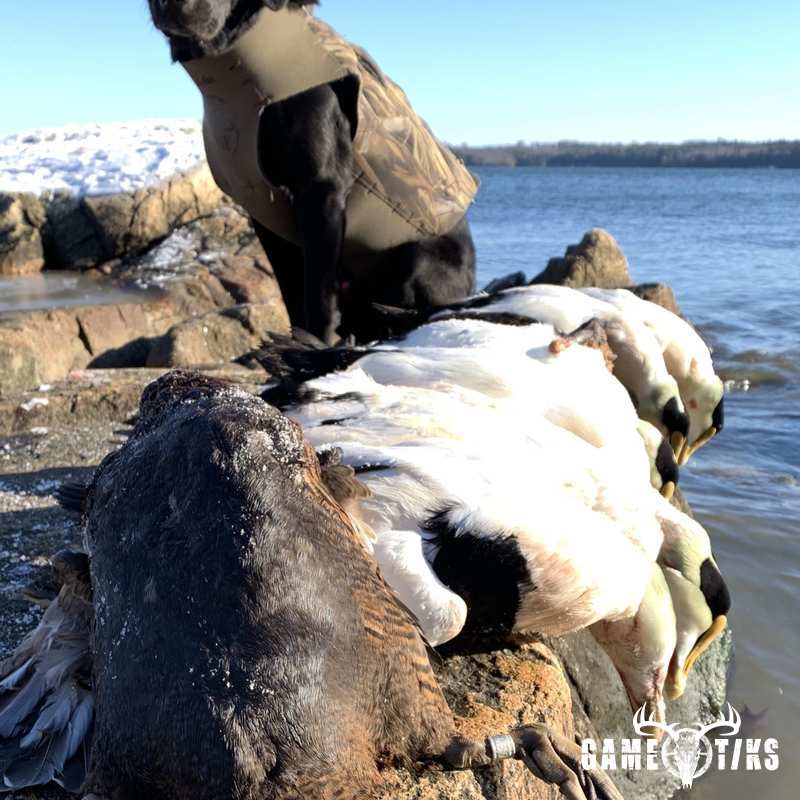 waterfowl harvest by Maine Experience Guide Service