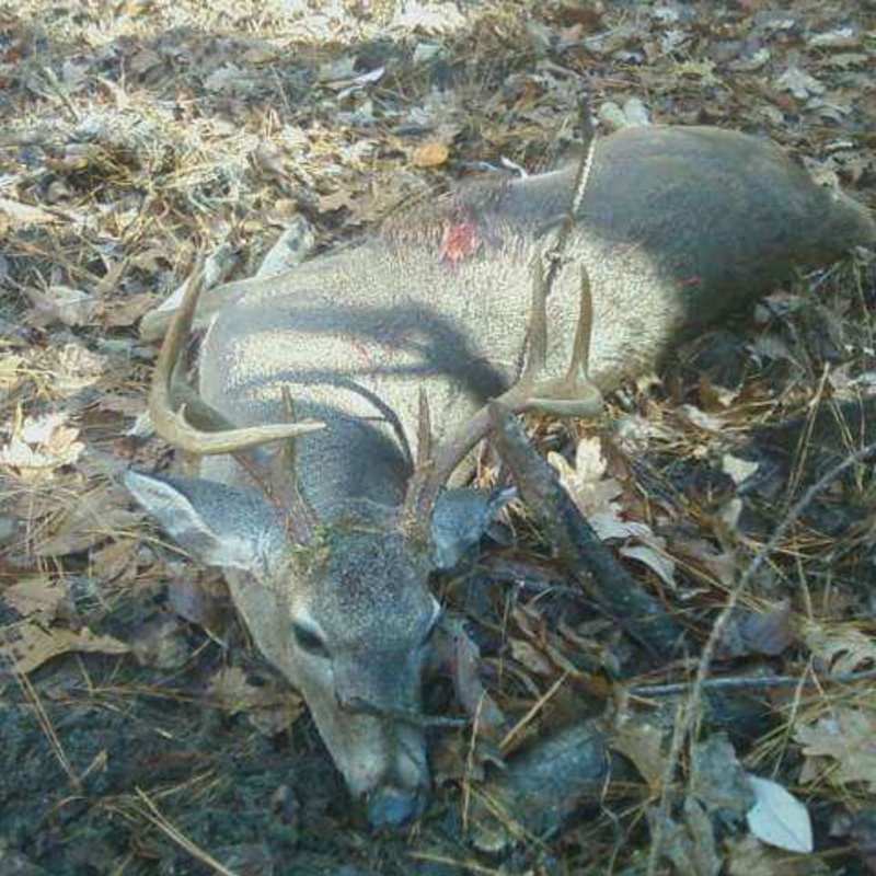 deer harvest by Leo Hingley jr