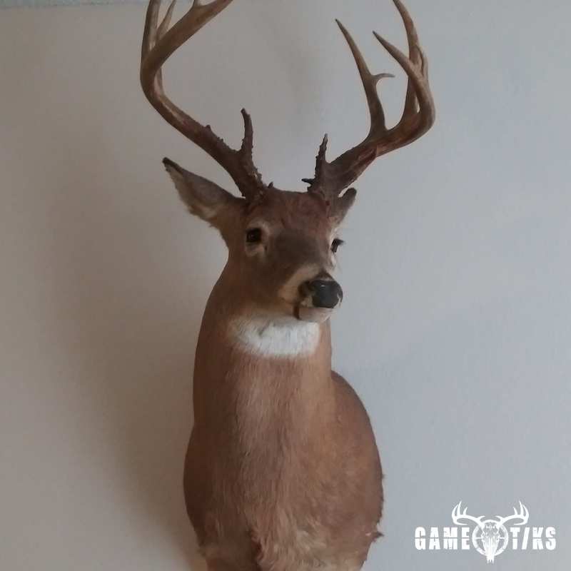 deer harvest by Ashley Scott