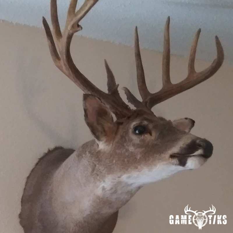 deer harvest by Ashley Scott