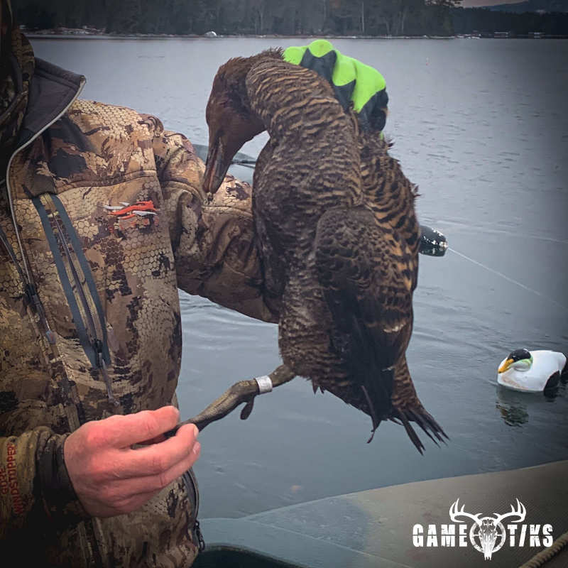 waterfowl harvest by Robb Scott