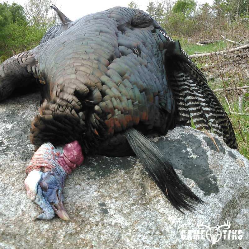 turkey harvest by Troy Fields, Traditions Guide Service