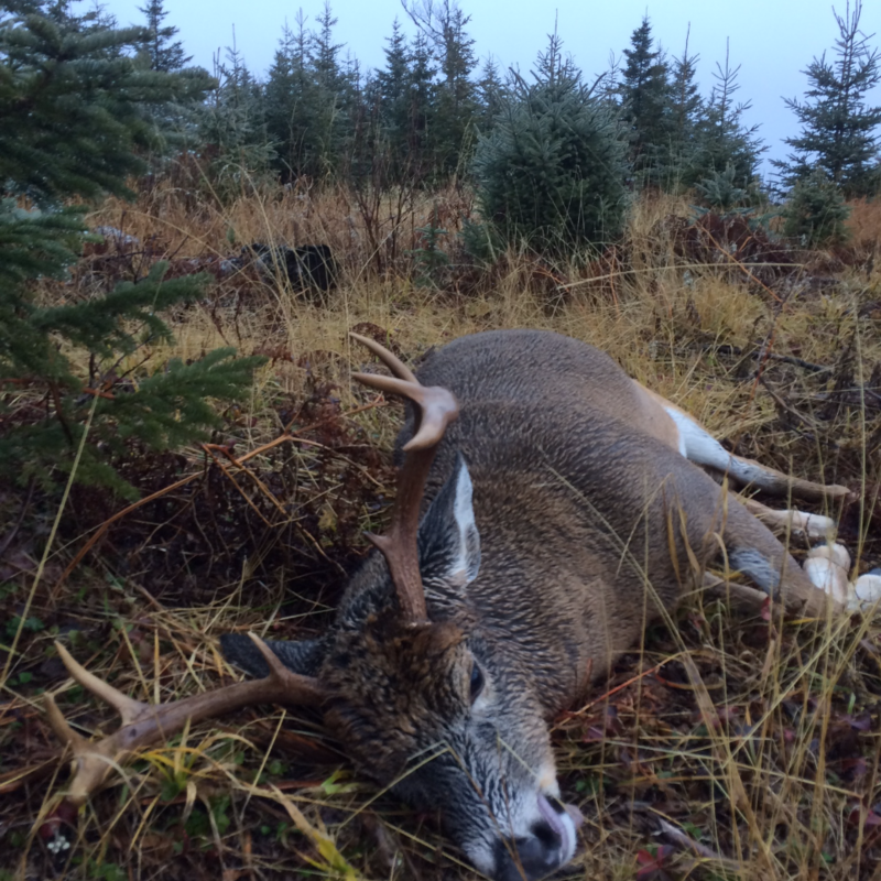 deer harvest by John Wentworth