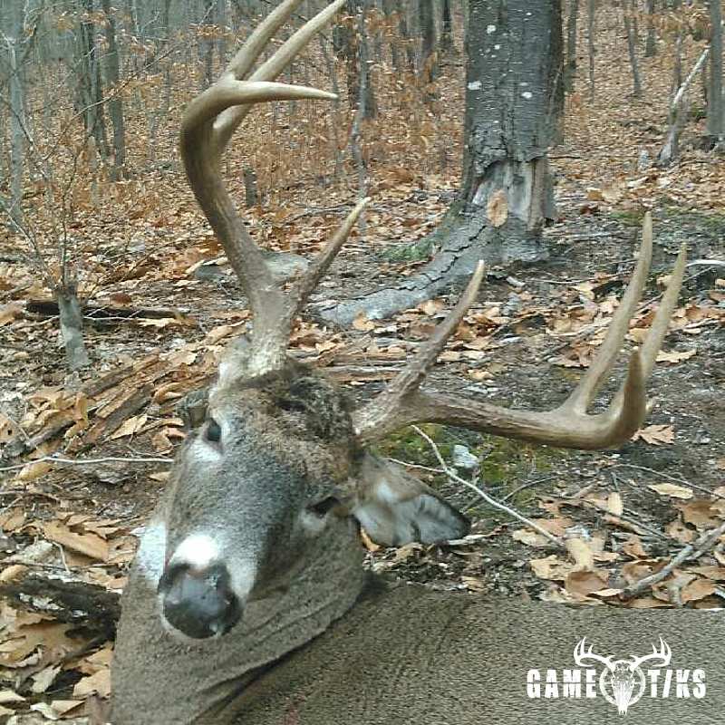 deer harvest by Troy Fields, Traditions Guide Service