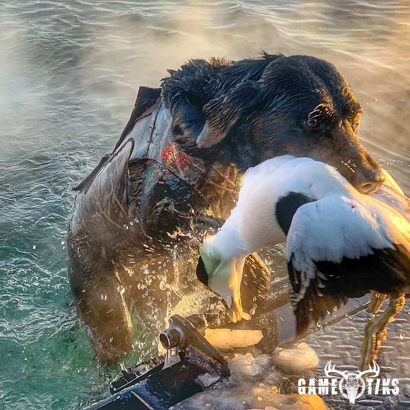 waterfowl harvest by Troy Fields, Traditions Guide Service