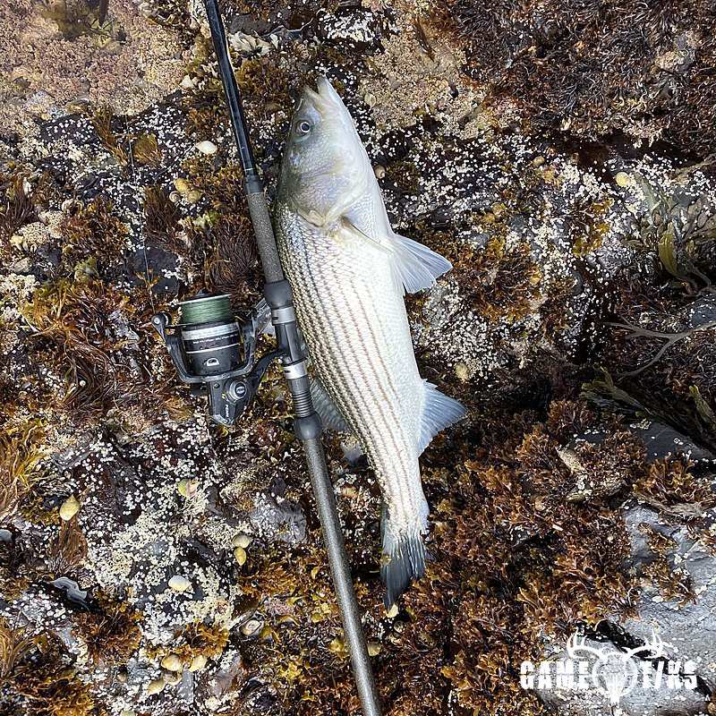 fish harvest by Brody Gibbs