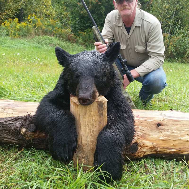 bear harvest by Hubert Aldrich