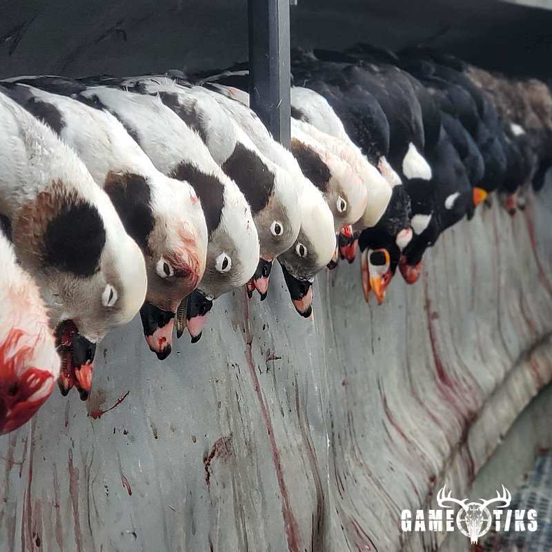 waterfowl harvest by The RiverRats Waterfowl Hunting