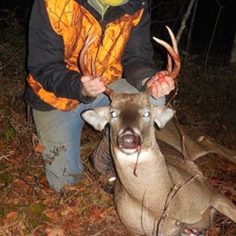 deer harvest by Dashiell Albright
