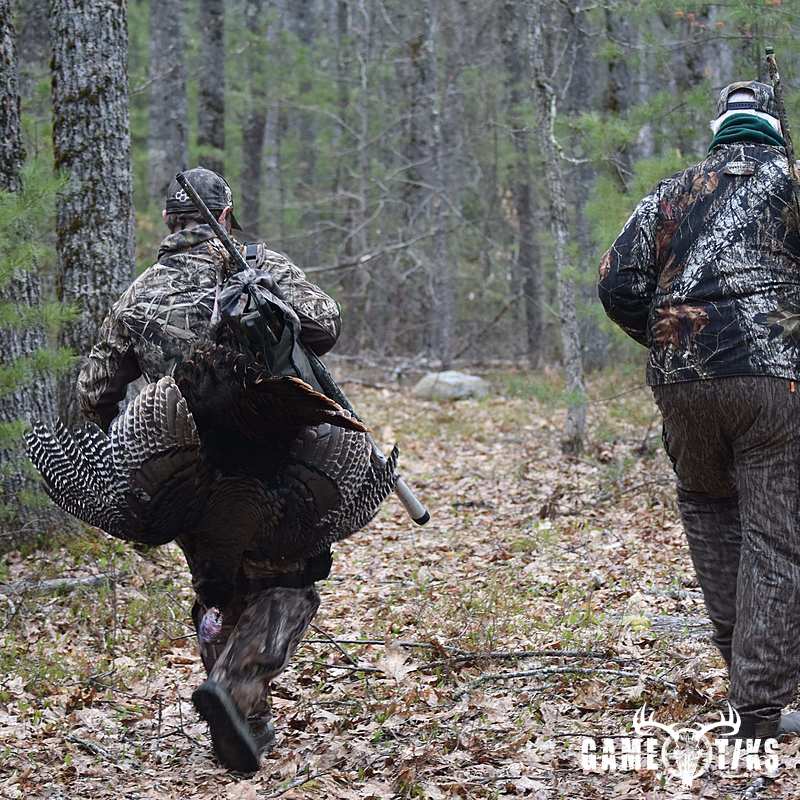 turkey harvest by Maine Experience Guide Service