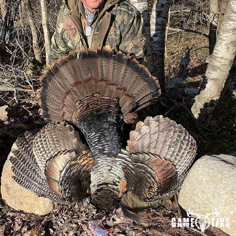turkey harvest by Maine Experience Guide Service