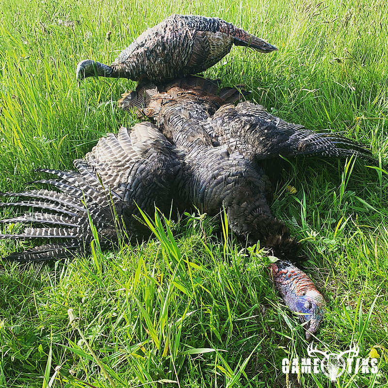 turkey harvest by Maine Experience Guide Service