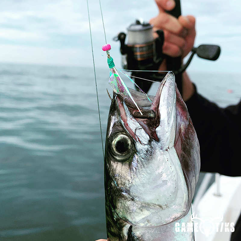 fish harvest by Maine Experience Guide Service