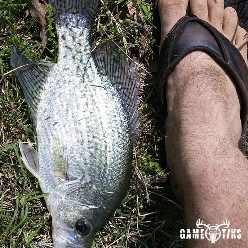 fish harvest by Scotty Limbaugh