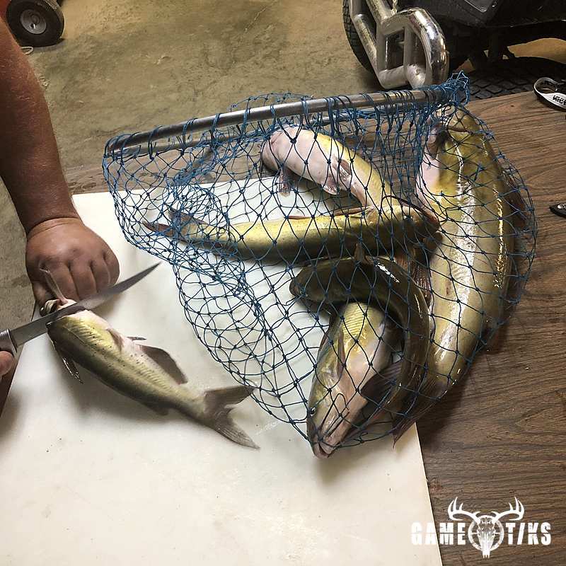 fish harvest by Kris Brill
