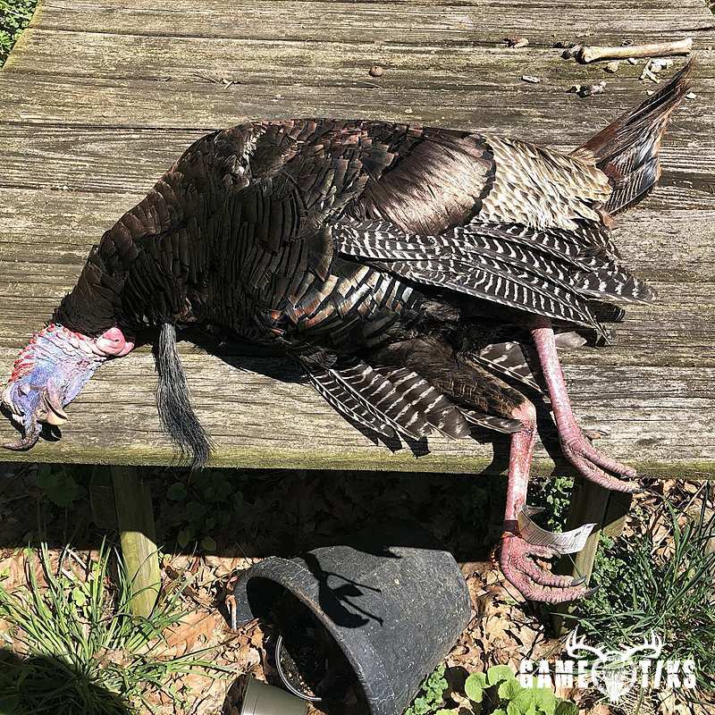 turkey harvest by Kris Brill