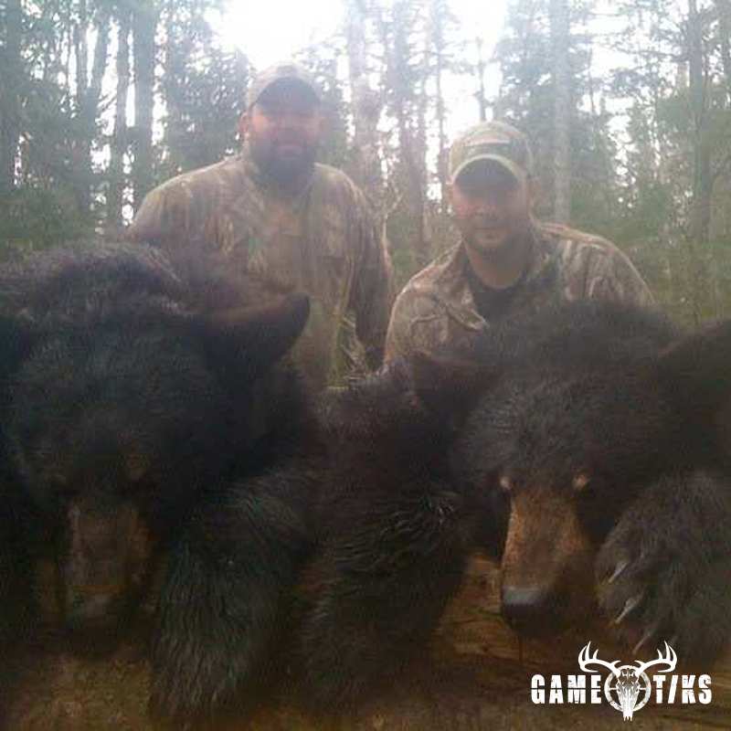 bear harvest by Kris Brill