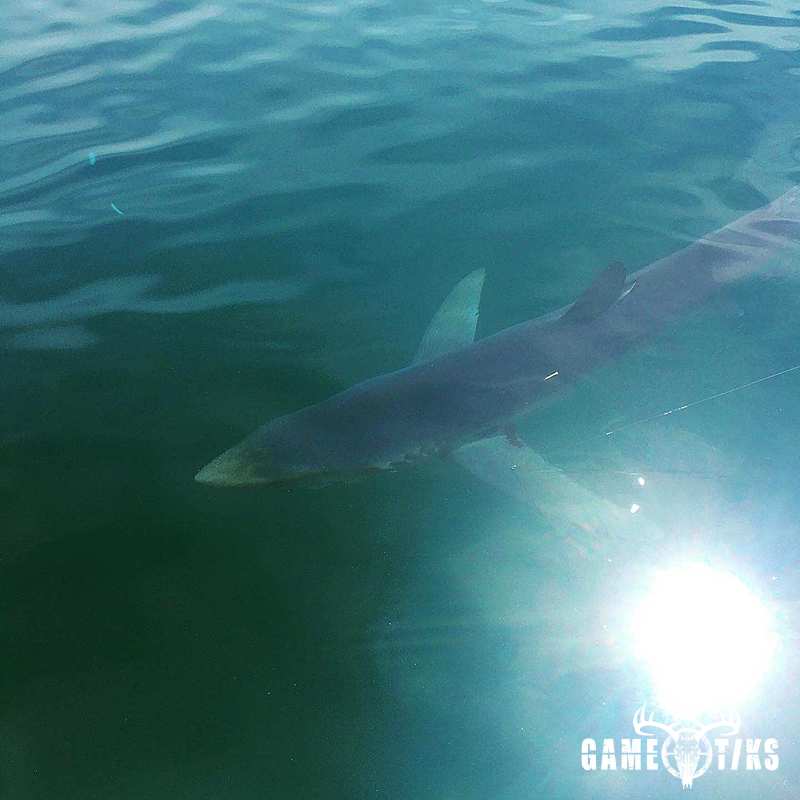 fish harvest by Chum Again Charters