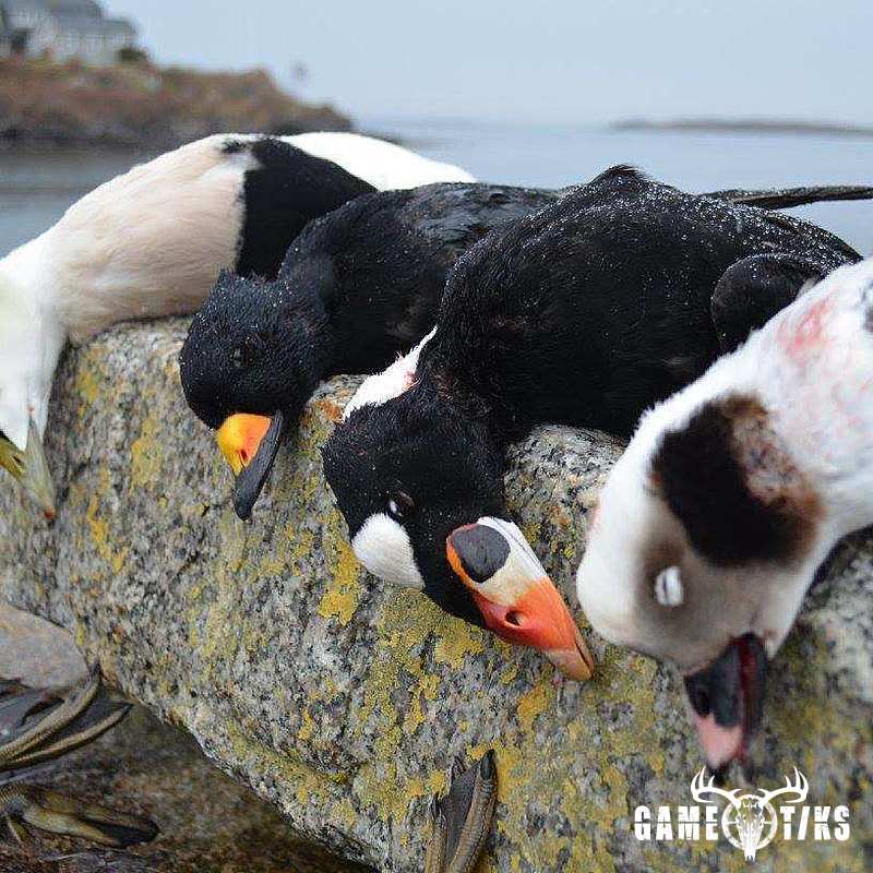 waterfowl harvest by Troy Fields, Traditions Guide Service