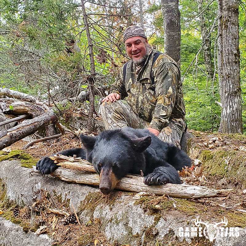 bear harvest by Paul M. Lawrence