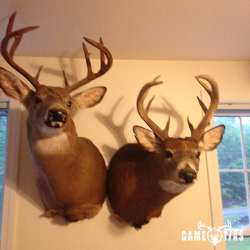 deer harvest by Dan Blanchette