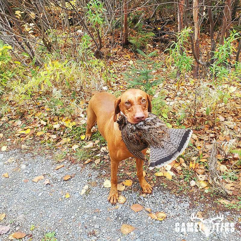 upland_bird harvest by Reddog Guide Service