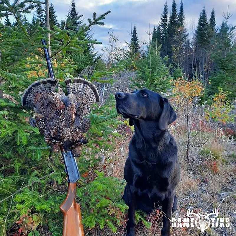upland_bird harvest by Troy Fields, Traditions Guide Service