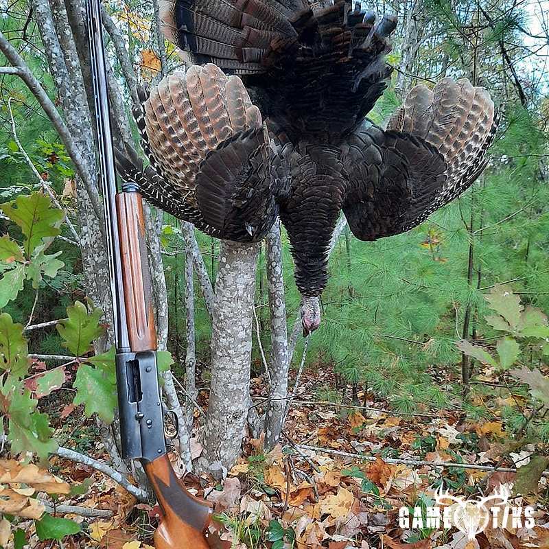 turkey harvest by Troy Fields, Traditions Guide Service