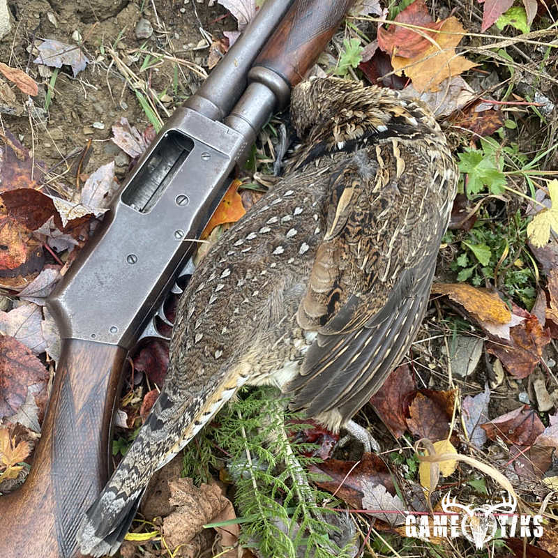 upland_bird harvest by John Gibbs