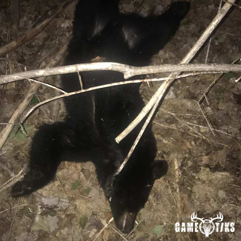 bear harvest by Craig Turner