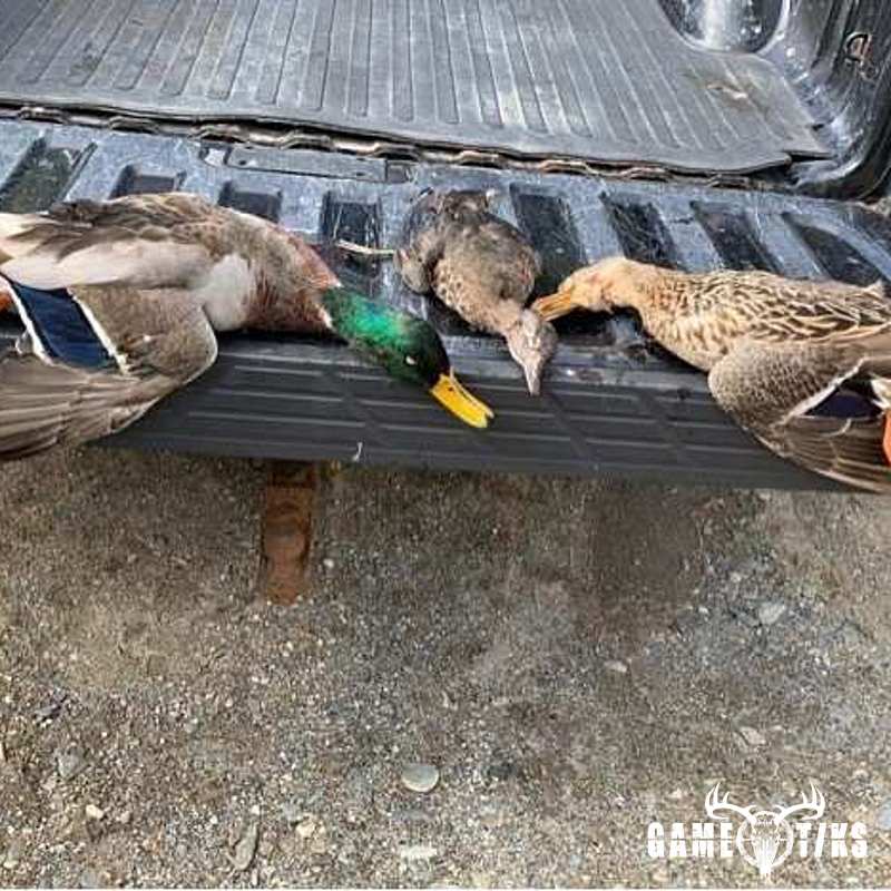 waterfowl harvest by Darren Harriman