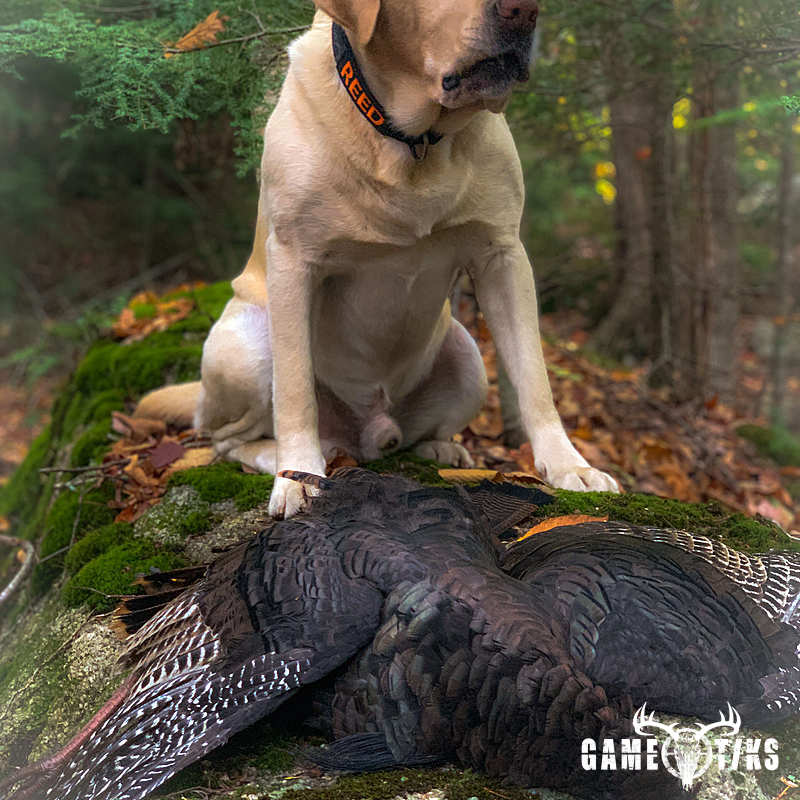 turkey harvest by Robb Scott