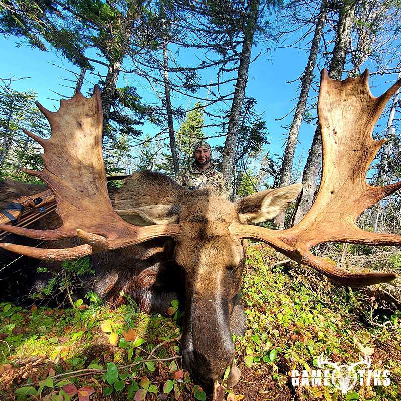 moose harvest by Daniel Robinson