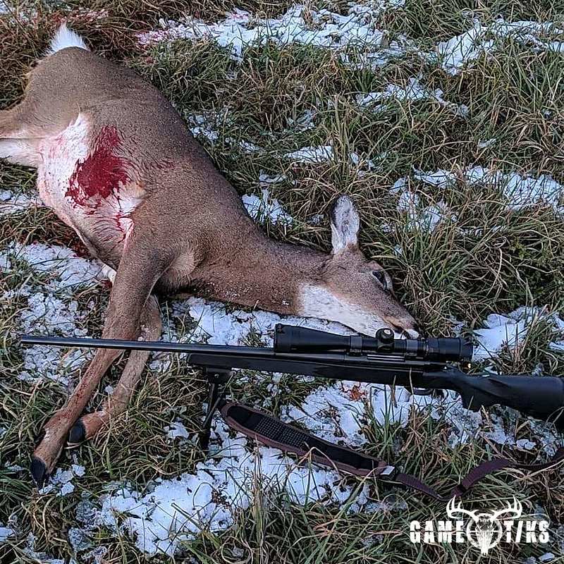 deer harvest by Ryan Stackpole