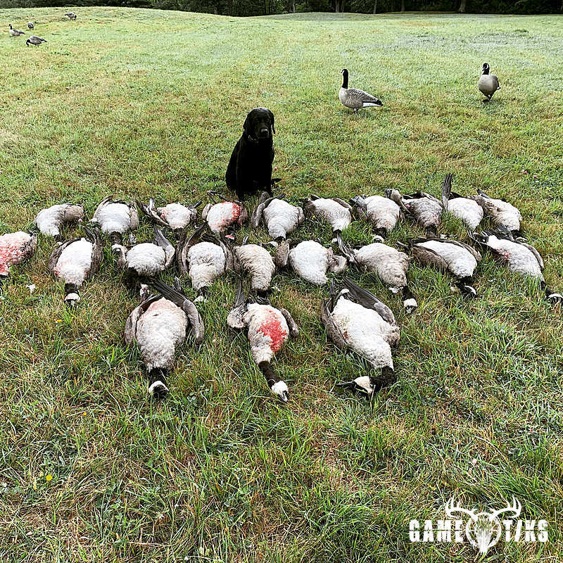 waterfowl harvest by Maine Experience Guide Service