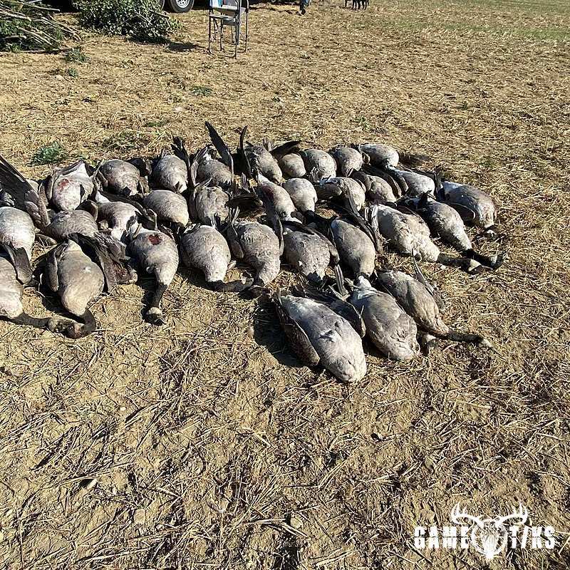waterfowl harvest by Maine Experience Guide Service