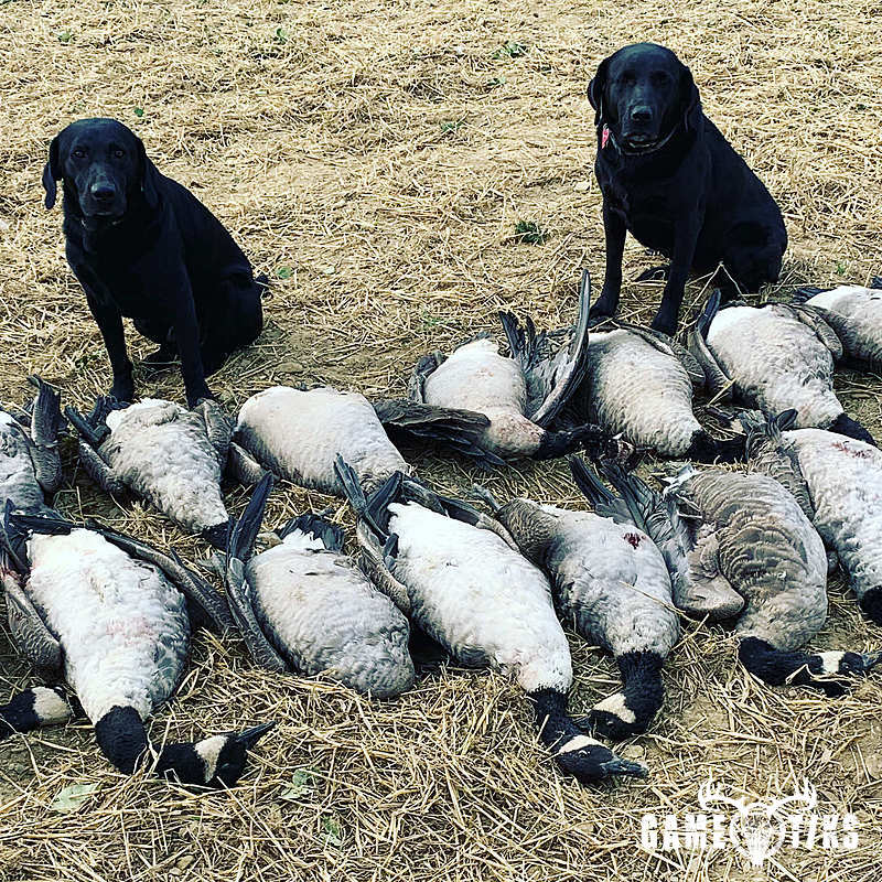 waterfowl harvest by Maine Experience Guide Service