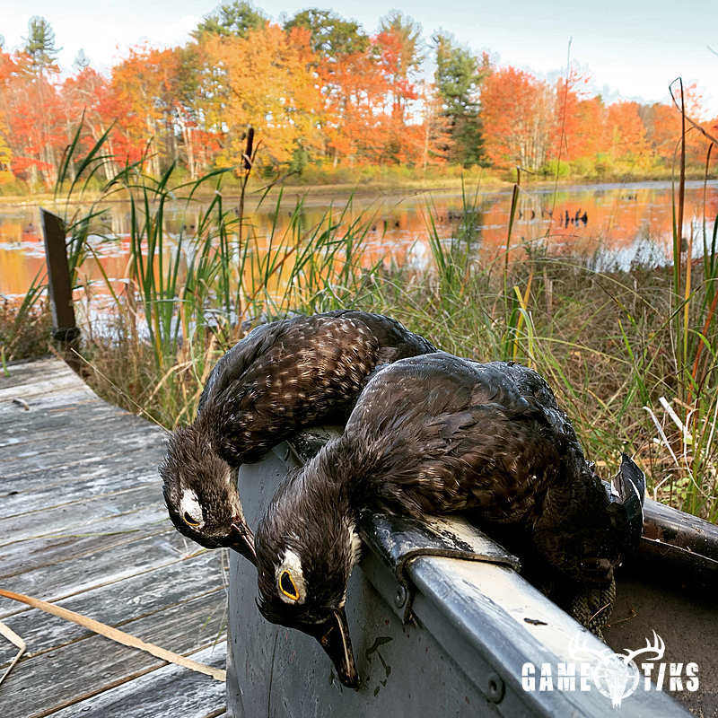 waterfowl harvest by Maine Experience Guide Service