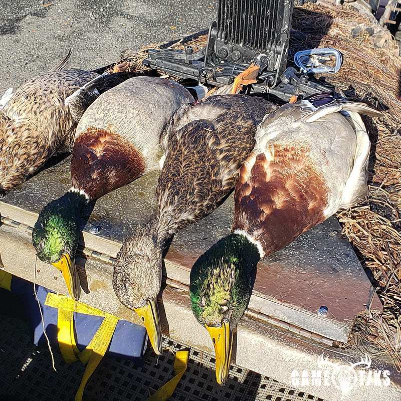 waterfowl harvest by The RiverRats Waterfowl Hunting