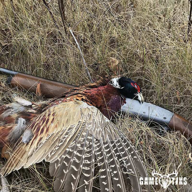 upland_bird harvest by Christopher Taylor