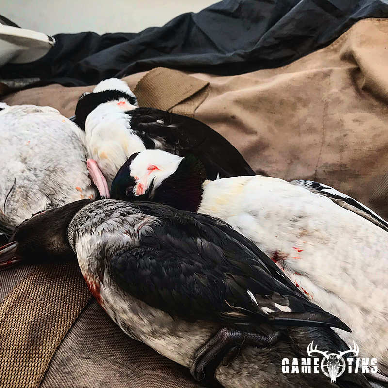 waterfowl harvest by Christopher Taylor