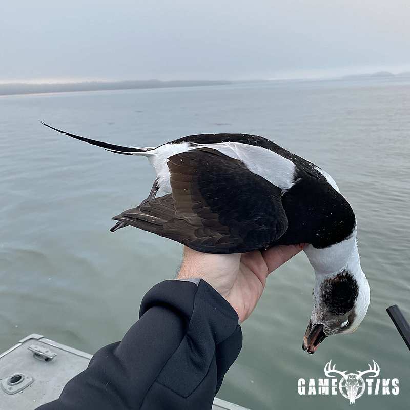 waterfowl harvest by Bold Coast Outfitters